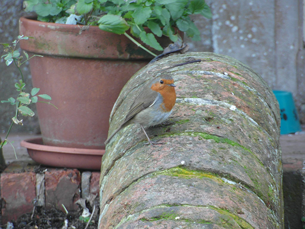 17547043_711526692357886_7828320624515556801_o