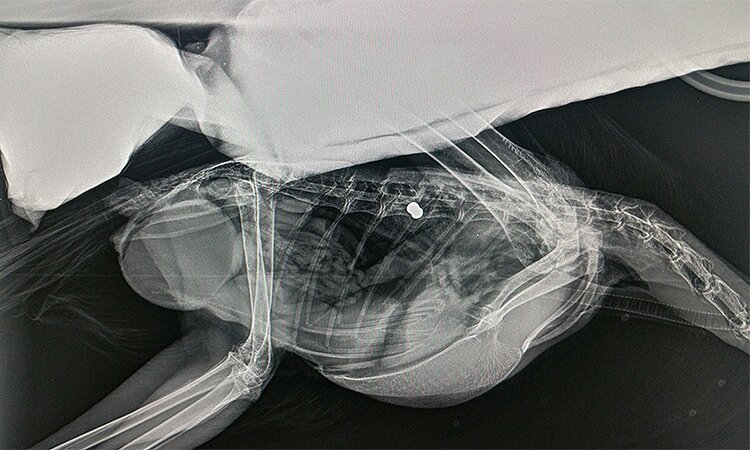 20160812-pellet-injures-heron-pevensey-bridge-pt