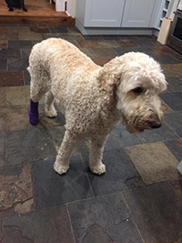 20884982_10154728826860779_1751687552_n