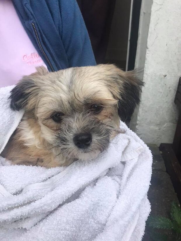 22448404_1993205800935421_4897003265211734152_n