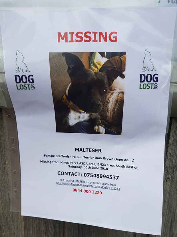 36472167_10204396043697652_1478652747753455616_n