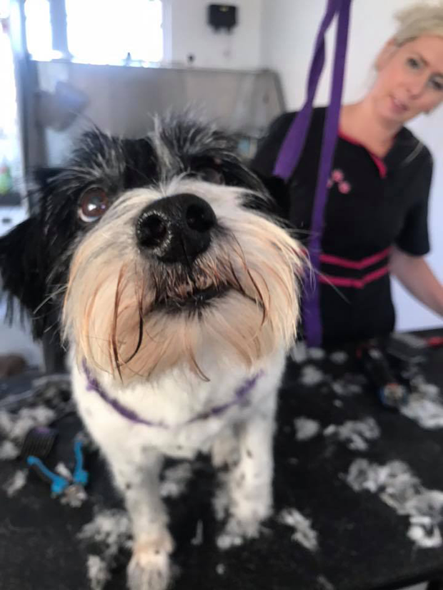 44439562_2183446021911907_8890090949871403008_n