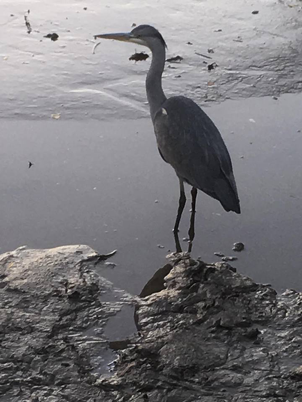 46471915_573491799746337_8110401158394150912_n