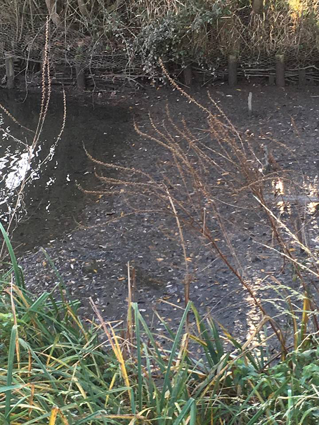 52504058_624251481337035_4104970917921161216_n