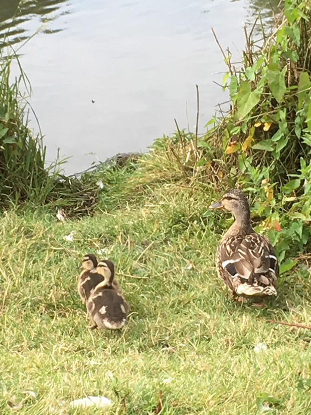 65149761_700284653733717_5094756851522732032_n