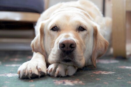Hummerston_golden-lab-lying-down